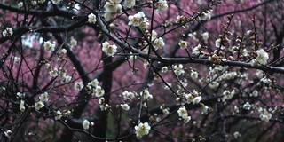 美丽的梅花在雨天