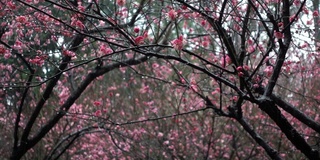 美丽的梅花在雨天