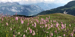瑞士阿尔卑斯山的山坡上，野花在风中摇曳