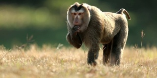 猴子在考艾国家公园的草地上散步，猴子在吃东西，慢镜头