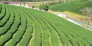 绿茶种植梯田鸟瞰图。农业和收获概念