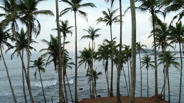 热带海滩无人机向前飞行4k的椰子树景观
