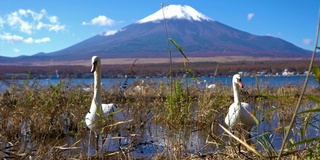 美丽的富士山与枫树在秋天的日本