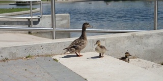 鸭妈妈和她的小鸭子们在鸭池里散步