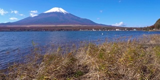 美丽的富士山与枫树在秋天的日本