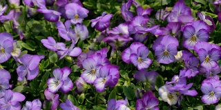 花园里的紫色三色堇花