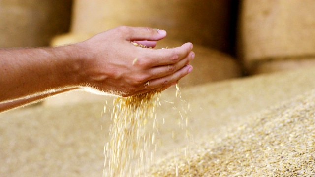 一个年轻的农民站了起来，用极慢的动作混合了一些谷物，大麦，玉米来控制小麦的质量。饲料和生物。