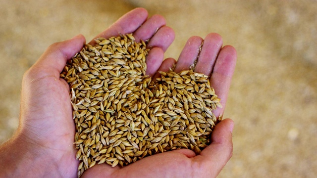 一个年轻的农民站了起来，用极慢的动作混合了一些谷物，大麦，玉米来控制小麦的质量。饲料和生物。