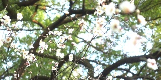 美丽的白色梅花在阳光灿烂的日子