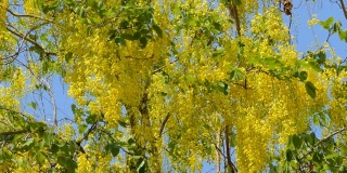 金雨树在夏天盛开。