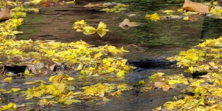 黄花落溪。