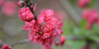 蜜蜂为粉红桃花传粉