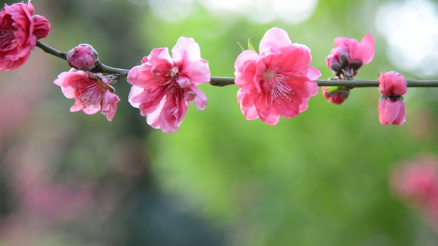 桃李在春天开花