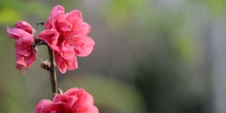桃李在春天开花
