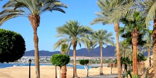 红海附近有棕榈树的小路。埃及。