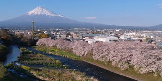 日本静冈县的富士山和樱花景观。