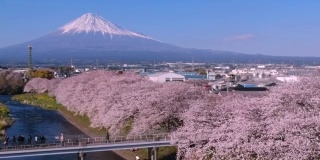 日本静冈县的富士山和樱花景观。