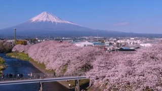 日本静冈县的富士山和樱花景观。视频素材模板下载
