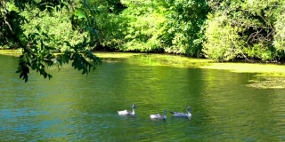 天鹅之家有三只小天鹅和一只成年天鹅在池塘里游泳