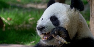 大熊猫吃竹子