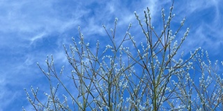 一棵柳枝映着春天的天空