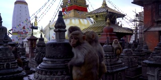 猴庙是尼泊尔加德满都一座山顶上的古老宗教建筑