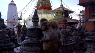 猴庙是尼泊尔加德满都一座山顶上的古老宗教建筑视频素材模板下载