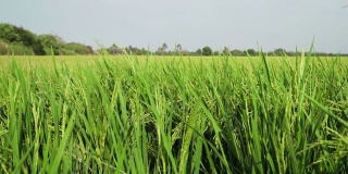 绿色的稻穗在稻田里绿色