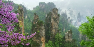 中国张家界森林公园。春天的摇摄。开花的树木和晨雾。4 k, UHD
