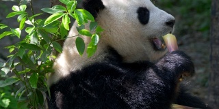 大熊猫吃竹子。4 k, UHD