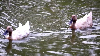 鸭子们自然地游泳视频素材模板下载