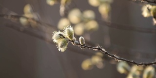 早春猫咪柳枝。自然春天的背景。在夕阳的余晖中，沿着开花的柳枝移动。有选择性的重点。慢动作视频。