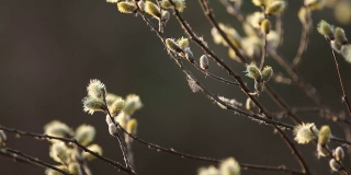 早春猫咪柳枝。春天的自然背景