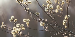 早春猫咪柳枝。自然春天的背景。在夕阳的余晖中，沿着开花的柳枝移动。有选择性的重点。59.97帧/秒的视频