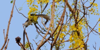 松鼠在树上吃花的种子