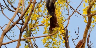 松鼠在树上吃花的种子