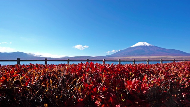 美丽的富士山与枫树在秋天的日本