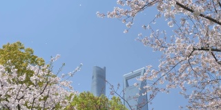 樱花在樱花树枝上盛开，樱花花瓣在微风中落下，如雨点般的蓝天和上海地标背景，美丽的风景，4K电影，慢镜头。