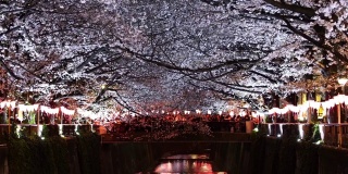 目黑河的樱花节。目黑河。是春季的热门景点。