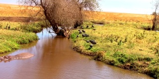 河马躺在非洲肯尼亚的河岸上