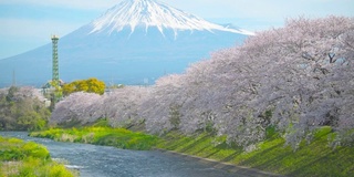 樱花盛开，富士山盛开