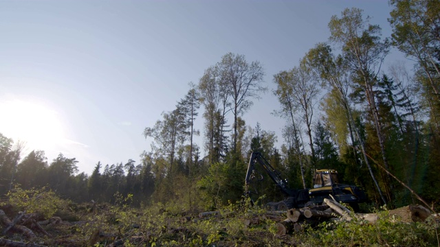 伐木机砍伐树木，切割树枝和铺设树干，以便进一步运输到木工工厂