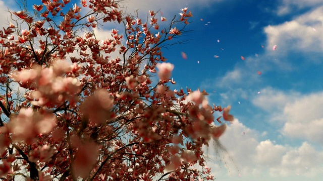 美丽的玉兰树，落花落日，旭日升