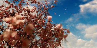 美丽的玉兰树，落花落日，旭日升