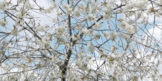 果园盛开。《春天的果园》中，风在树上吹花的慢动作。