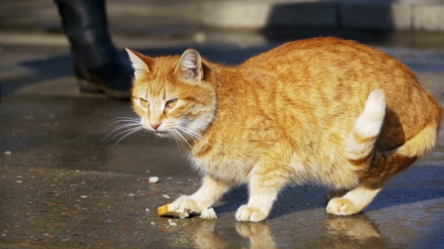 红色流浪猫在街上吃食物在早春的公园。慢动作