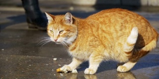 红色流浪猫在街上吃食物在早春的公园。慢动作