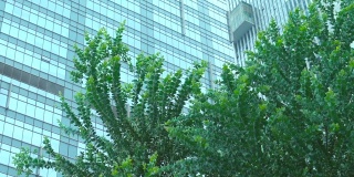 城市办公楼绿树成荫