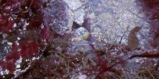 癌症寄居蟹在岩石海床上爬行。