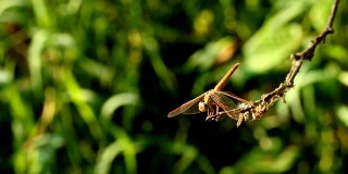 蜻蜓抱着树枝在泰国清迈的田野里